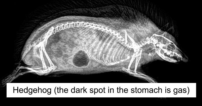 14 Amazing X-Ray Photos From A Zoo’s Annual Animal Health Check