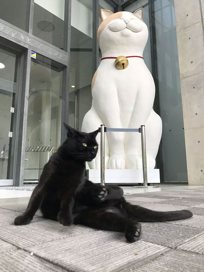Two Cats In Japan Have Been Trying To Sneak Into A Museum For Years (30 Pics) Two Cats In Japan Have Been Trying To Sneak Into A Museum For Years (30 Pics)