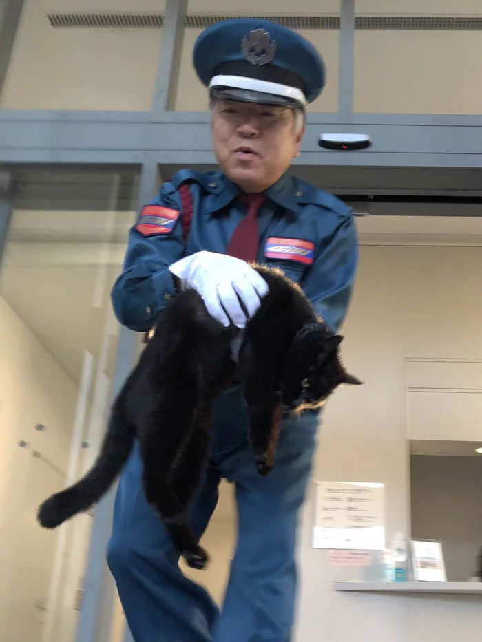 Two Cats In Japan Have Been Trying To Sneak Into A Museum For Years (30 Pics) Two Cats In Japan Have Been Trying To Sneak Into A Museum For Years (30 Pics)