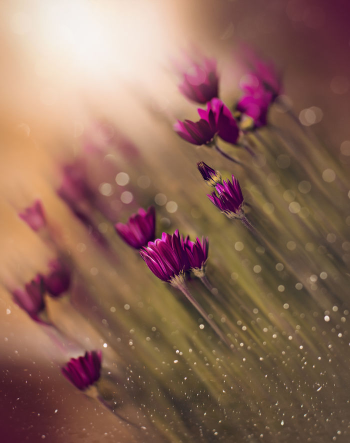 I Document The Beauty Of Small Things