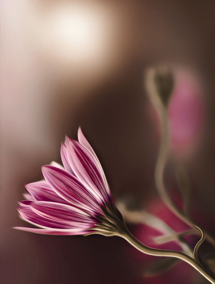 I Document The Beauty Of Small Things