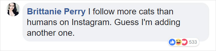 A Man Found The Grumpiest Cat Ever That Was Badly Injured In The Streets Of London