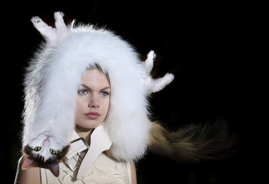 Cats-Photoshop-Funny-Cakes1todough1