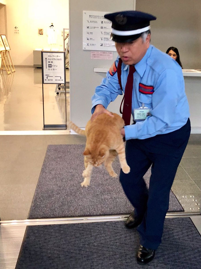 Two Cats In Japan Have Been Trying To Sneak Into A Museum For Years (30 Pics) Two Cats In Japan Have Been Trying To Sneak Into A Museum For Years (30 Pics)