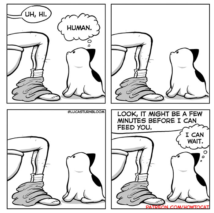 11 Comics For Cat Owners