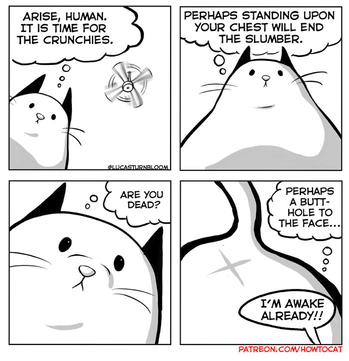 11 Comics For Cat Owners