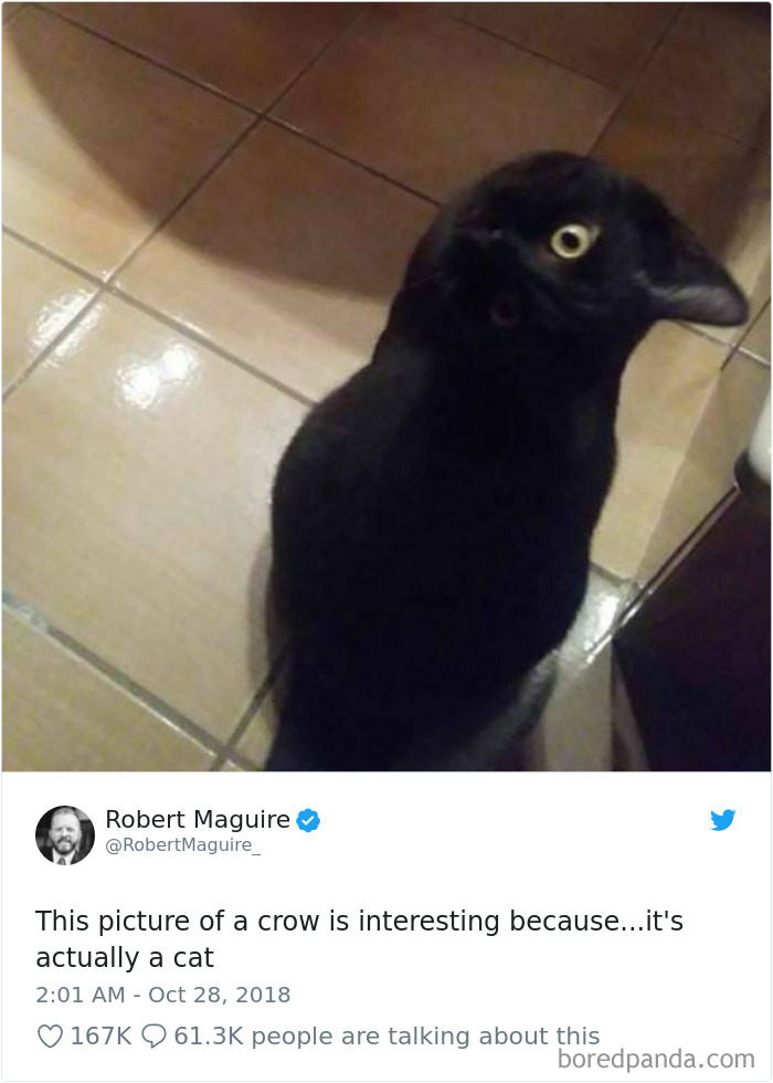 Cat-Tweets