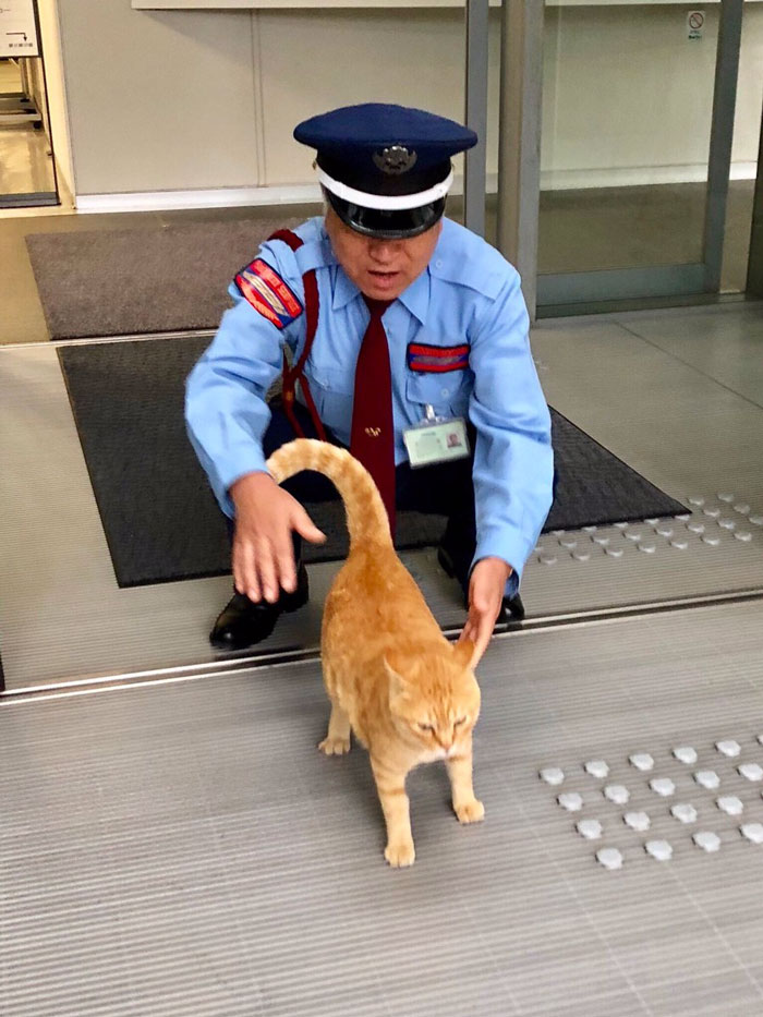 Two Cats In Japan Have Been Trying To Sneak Into A Museum For Years (30 Pics) Two Cats In Japan Have Been Trying To Sneak Into A Museum For Years (30 Pics)