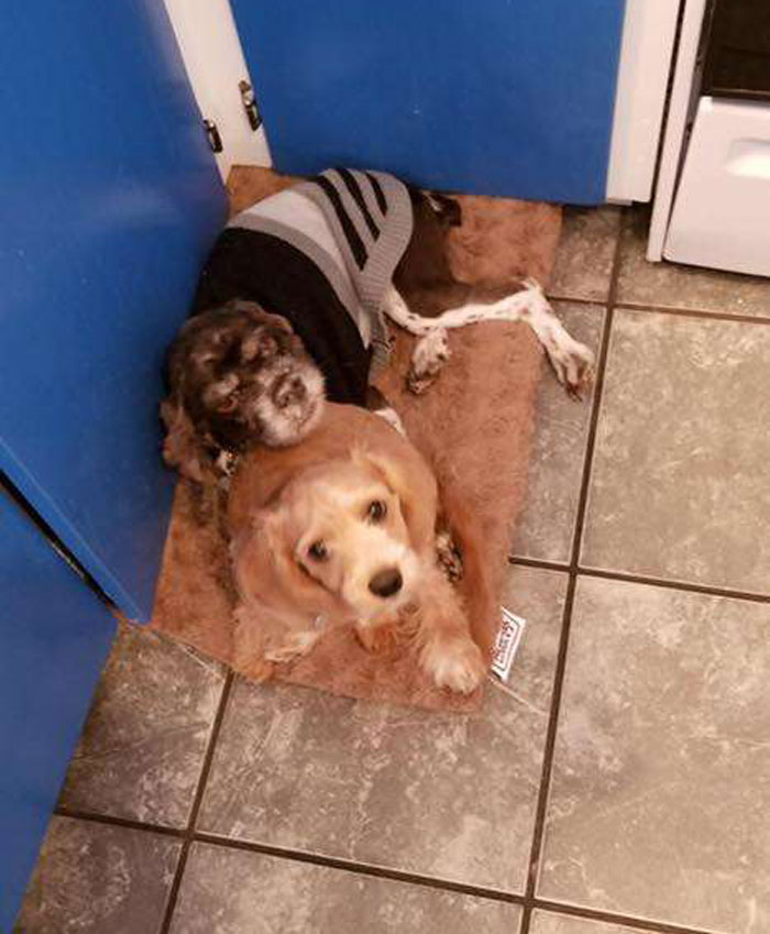 Abandoned Dog Gets The Transformation Of A Lifetime When 6 Pounds Of Mats Are Removed Abandoned Dog Gets The Transformation Of A Lifetime When 6 Pounds Of Mats Are Removed