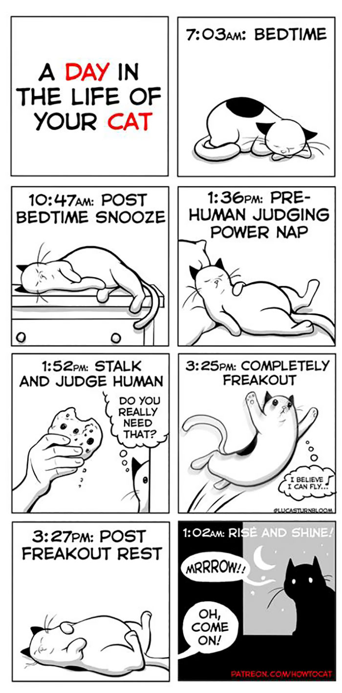 11 Comics For Cat Owners