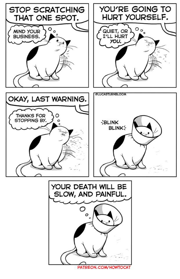 11 Comics For Cat Owners