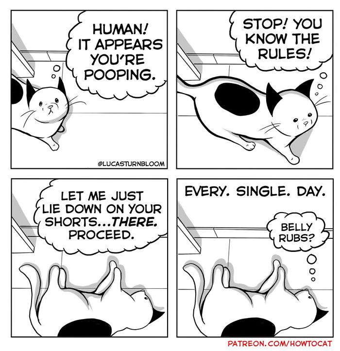 11 Comics For Cat Owners