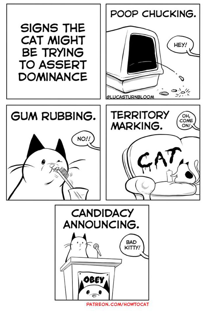 11 Comics For Cat Owners