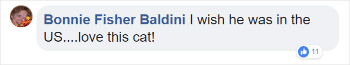 A Man Found The Grumpiest Cat Ever That Was Badly Injured In The Streets Of London