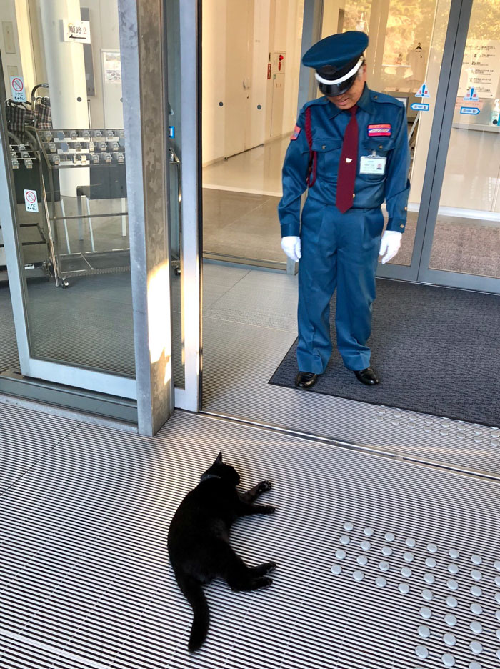 Two Cats In Japan Have Been Trying To Sneak Into A Museum For Years (30 Pics) Two Cats In Japan Have Been Trying To Sneak Into A Museum For Years (30 Pics)