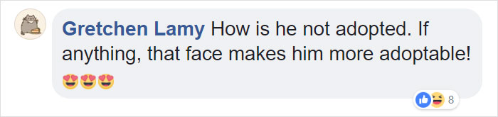 A Man Found The Grumpiest Cat Ever That Was Badly Injured In The Streets Of London