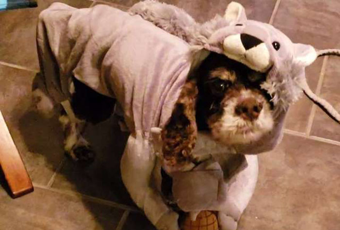 Abandoned Dog Gets The Transformation Of A Lifetime When 6 Pounds Of Mats Are Removed Abandoned Dog Gets The Transformation Of A Lifetime When 6 Pounds Of Mats Are Removed