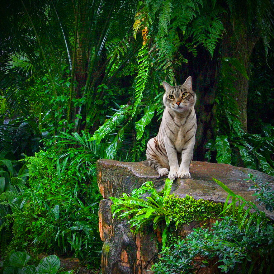 Cats-Photoshop-Funny-Cakes1todough1