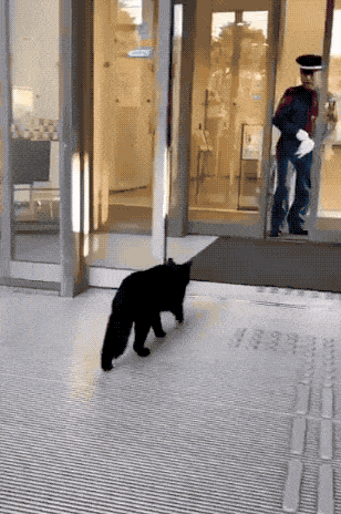 Two Cats In Japan Have Been Trying To Sneak Into A Museum For Years (30 Pics) Two Cats In Japan Have Been Trying To Sneak Into A Museum For Years (30 Pics)