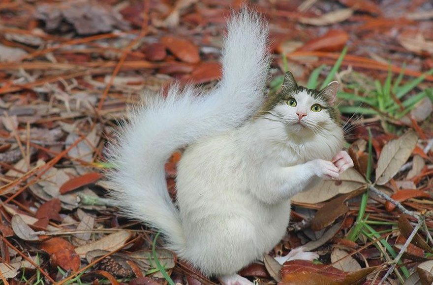 Cats-Photoshop-Funny-Cakes1todough1