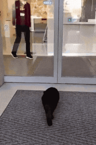 Two Cats In Japan Have Been Trying To Sneak Into A Museum For Years (30 Pics) Two Cats In Japan Have Been Trying To Sneak Into A Museum For Years (30 Pics)