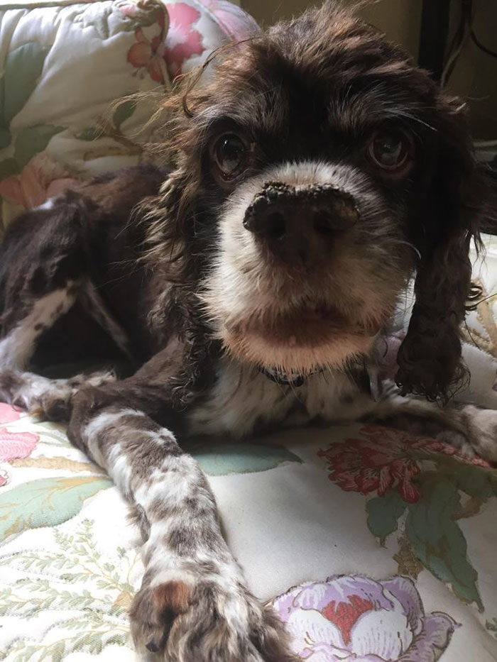 Abandoned Dog Gets The Transformation Of A Lifetime When 6 Pounds Of Mats Are Removed Abandoned Dog Gets The Transformation Of A Lifetime When 6 Pounds Of Mats Are Removed