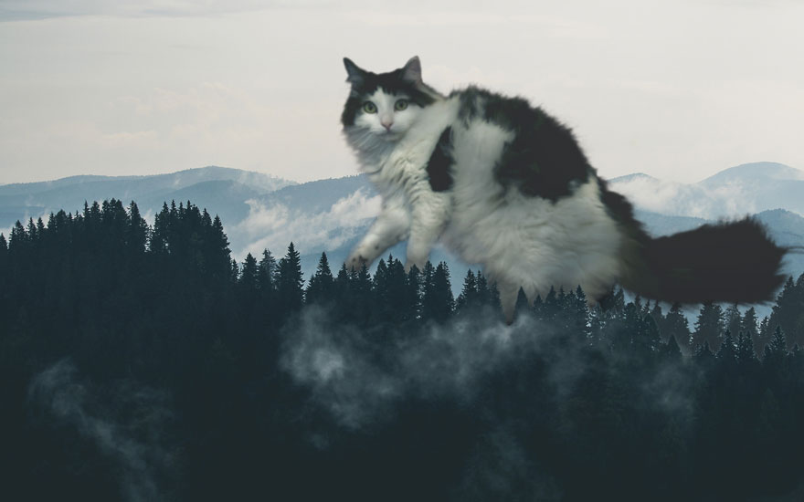 Cats-Photoshop-Funny-Cakes1todough1