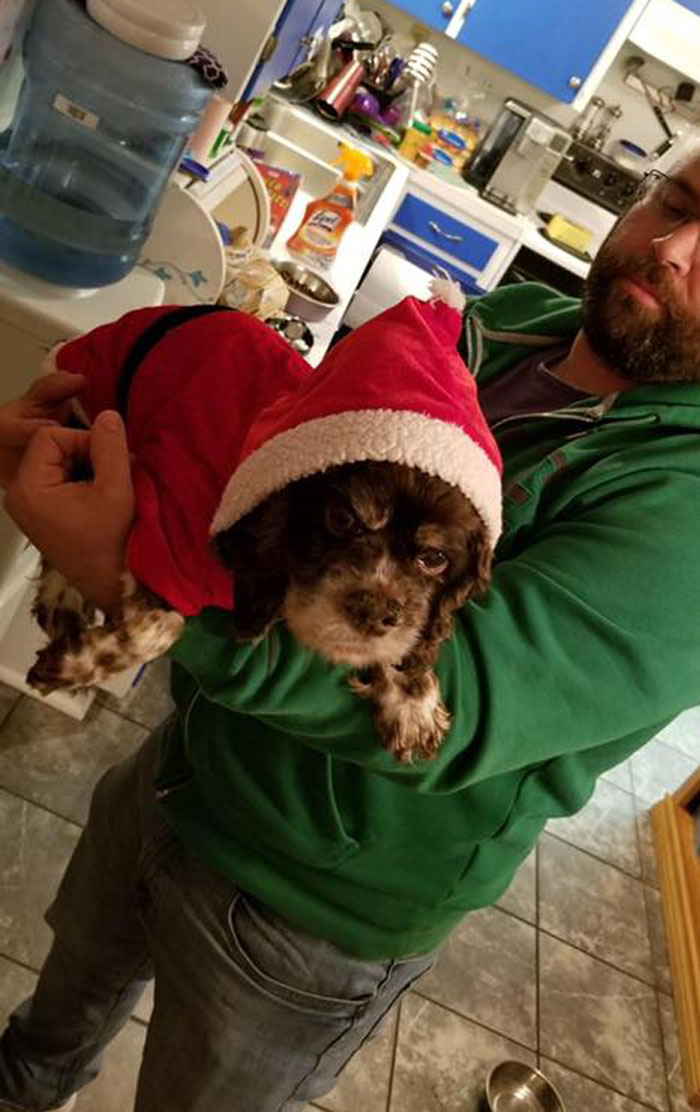 Abandoned Dog Gets The Transformation Of A Lifetime When 6 Pounds Of Mats Are Removed Abandoned Dog Gets The Transformation Of A Lifetime When 6 Pounds Of Mats Are Removed