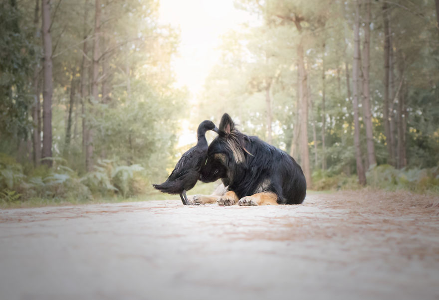 I Photograph The Unexpected Friendship Between My Dog & My Duck