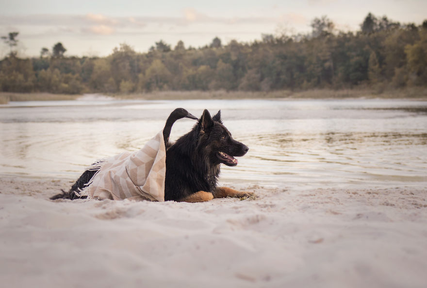 I Photograph The Unexpected Friendship Between My Dog & My Duck