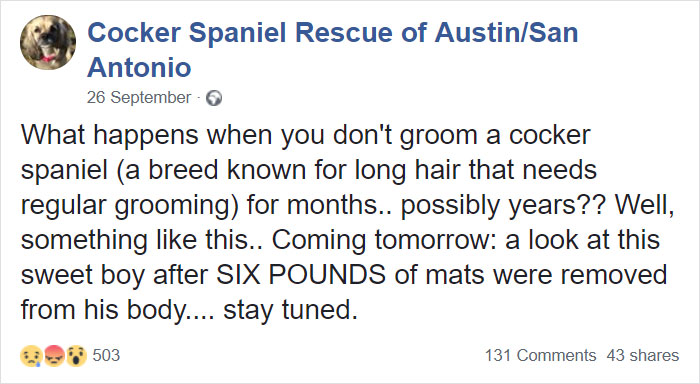 Abandoned Dog Gets The Transformation Of A Lifetime When 6 Pounds Of Mats Are Removed Abandoned Dog Gets The Transformation Of A Lifetime When 6 Pounds Of Mats Are Removed