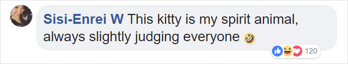 A Man Found The Grumpiest Cat Ever That Was Badly Injured In The Streets Of London