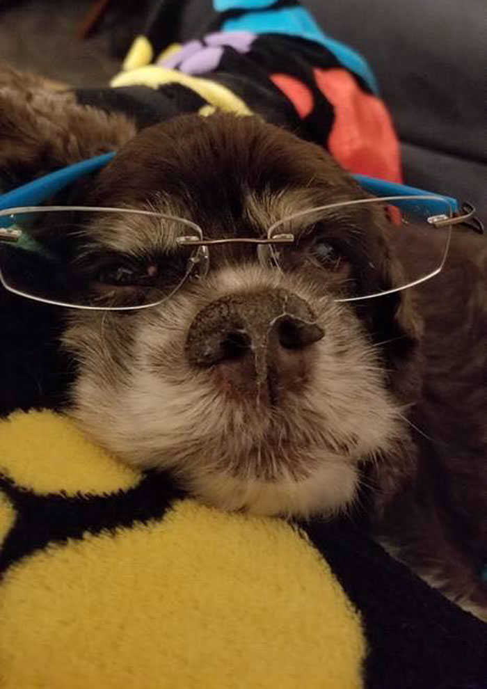 Abandoned Dog Gets The Transformation Of A Lifetime When 6 Pounds Of Mats Are Removed Abandoned Dog Gets The Transformation Of A Lifetime When 6 Pounds Of Mats Are Removed