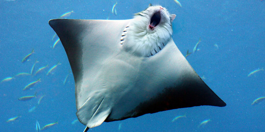 Cats-Photoshop-Funny-Cakes1todough1