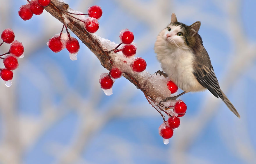 Cats-Photoshop-Funny-Cakes1todough1