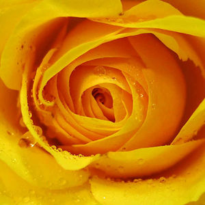 samanthathompson avatar