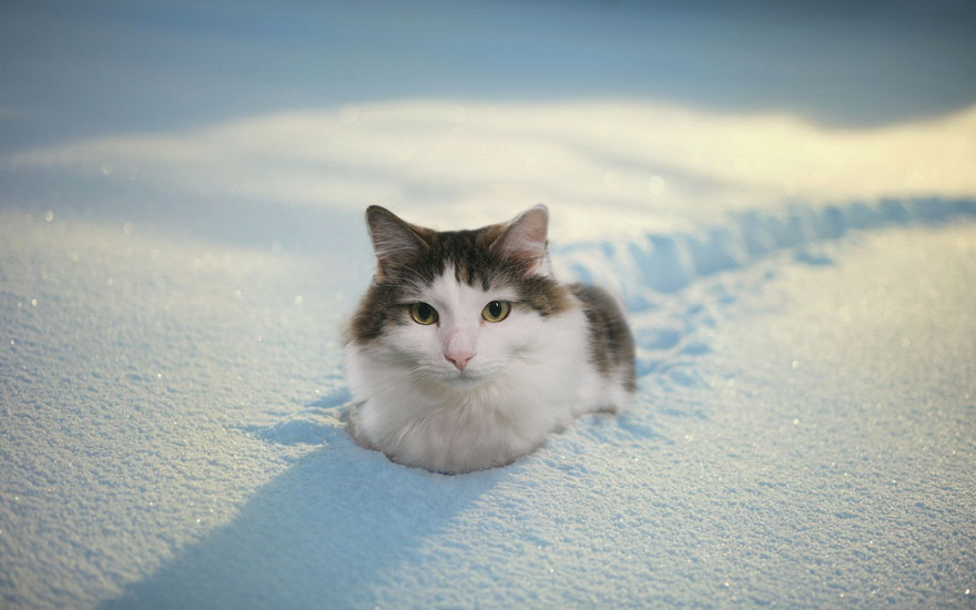 Cats-Photoshop-Funny-Cakes1todough1