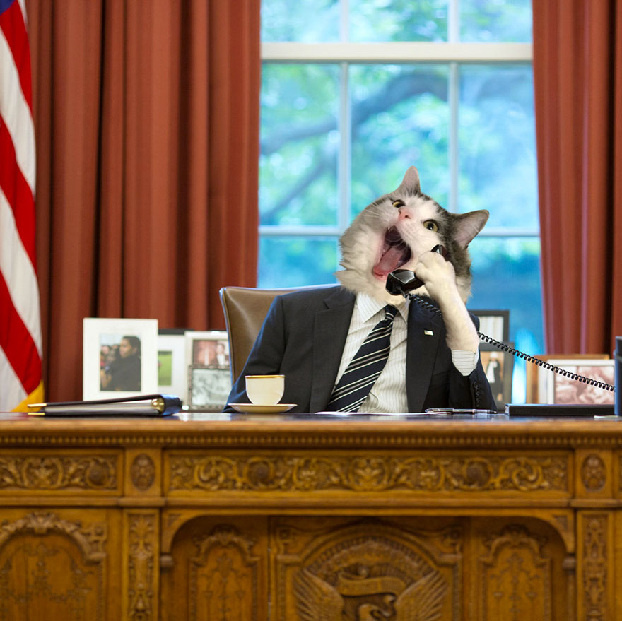 Cats-Photoshop-Funny-Cakes1todough1