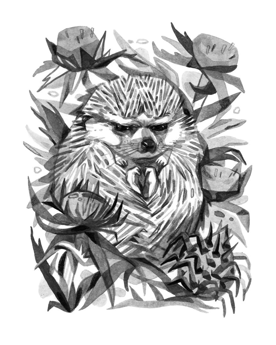 Pen And Ink Drawings For David Attenborough