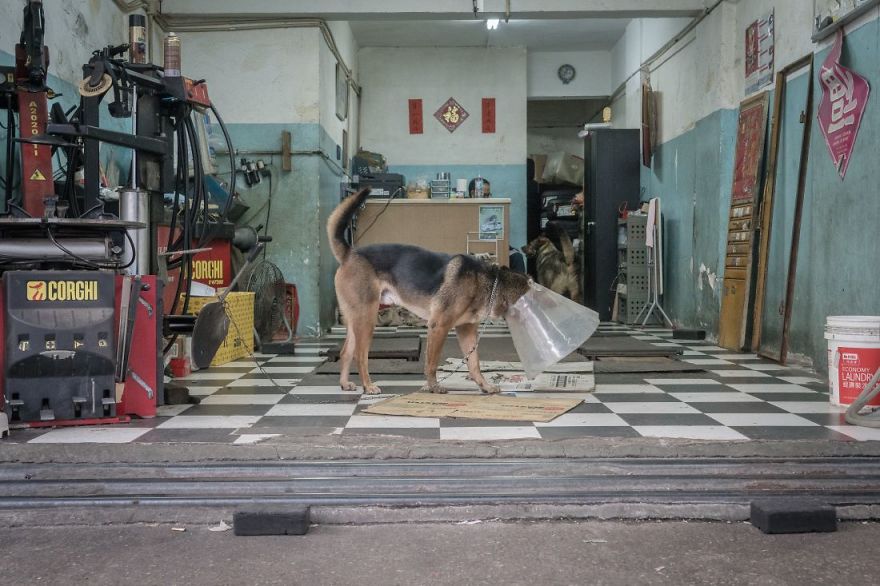 Photographer Does A Brilliant Project On The Dogs Guarding The Auto Thieves Workshops In Hong Kong