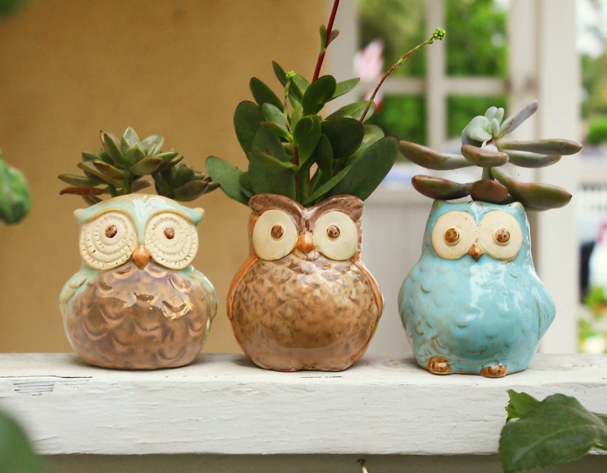 I Combined My Passions Of Art, Design And Plants To Create These Owl Succulent Planters!