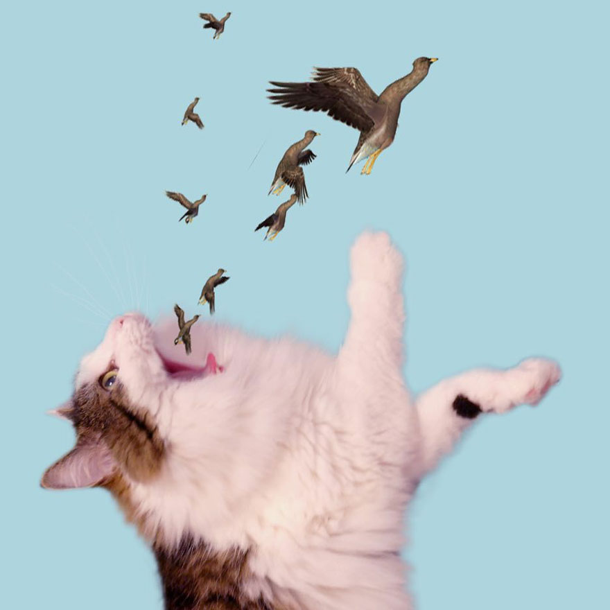 Cats-Photoshop-Funny-Cakes1todough1