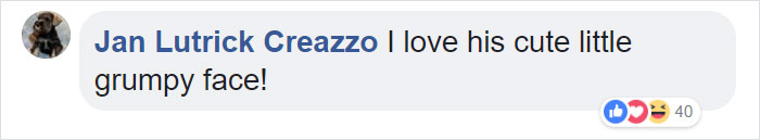 A Man Found The Grumpiest Cat Ever That Was Badly Injured In The Streets Of London