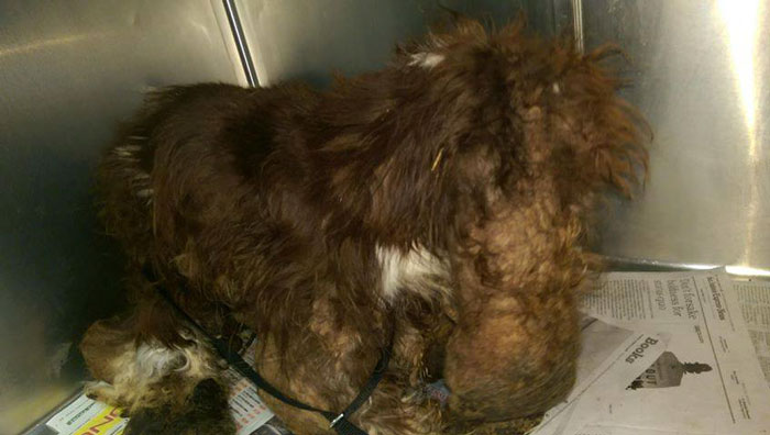 Abandoned Dog Gets The Transformation Of A Lifetime When 6 Pounds Of Mats Are Removed Abandoned Dog Gets The Transformation Of A Lifetime When 6 Pounds Of Mats Are Removed