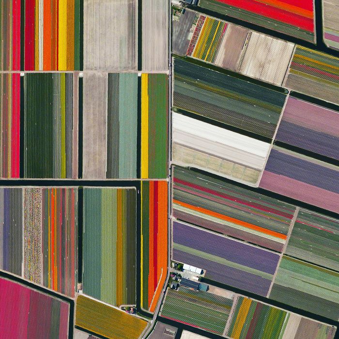 The Blooming Tulip Fields In Lisse, Netherlands