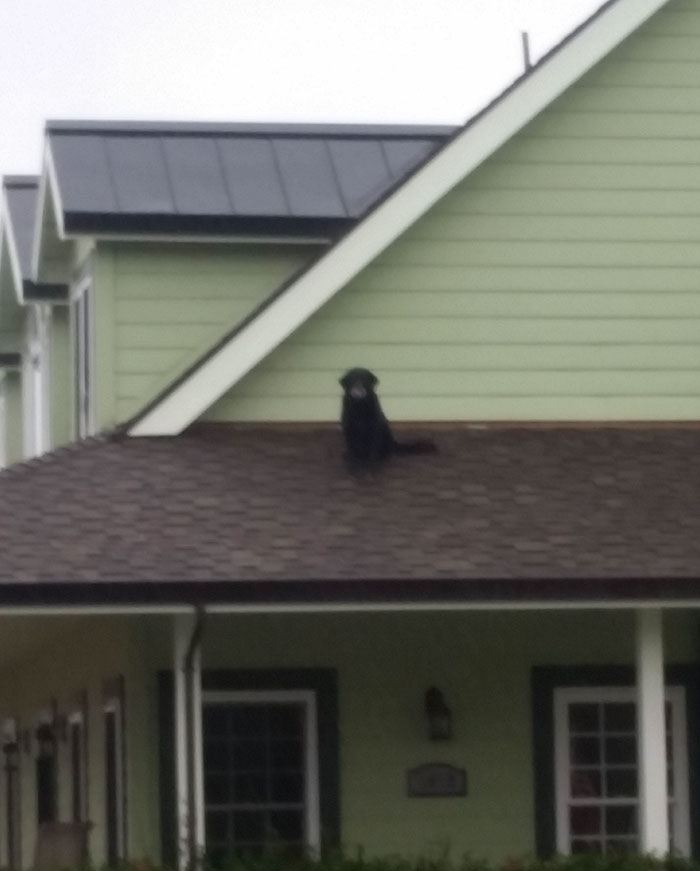 People Share 68 Hilarious Habits Their Pets Have And They're Too Good