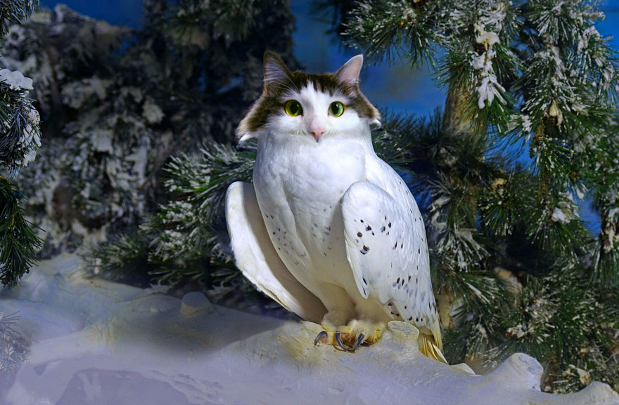 Cats-Photoshop-Funny-Cakes1todough1