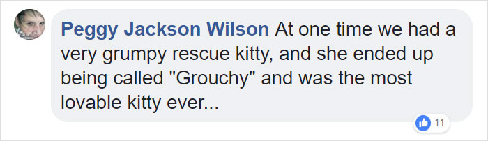 A Man Found The Grumpiest Cat Ever That Was Badly Injured In The Streets Of London