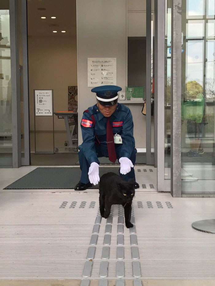 Two Cats In Japan Have Been Trying To Sneak Into A Museum For Years (30 Pics) Two Cats In Japan Have Been Trying To Sneak Into A Museum For Years (30 Pics)