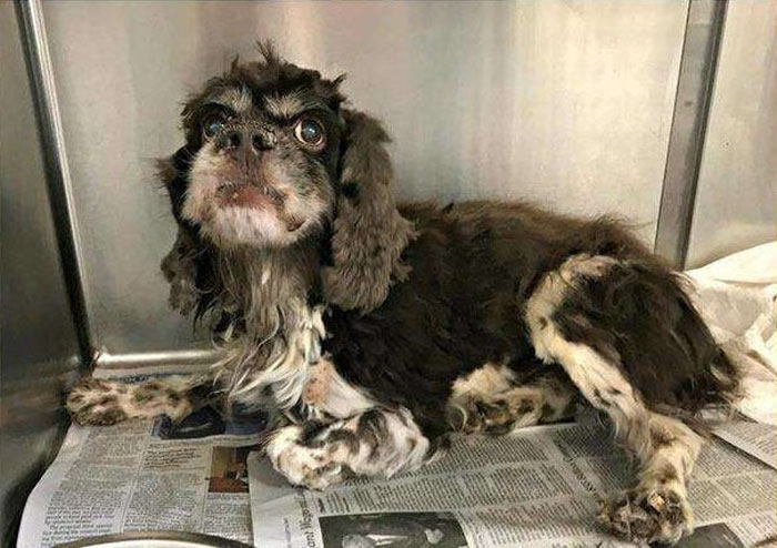 Abandoned Dog Gets The Transformation Of A Lifetime When 6 Pounds Of Mats Are Removed Abandoned Dog Gets The Transformation Of A Lifetime When 6 Pounds Of Mats Are Removed